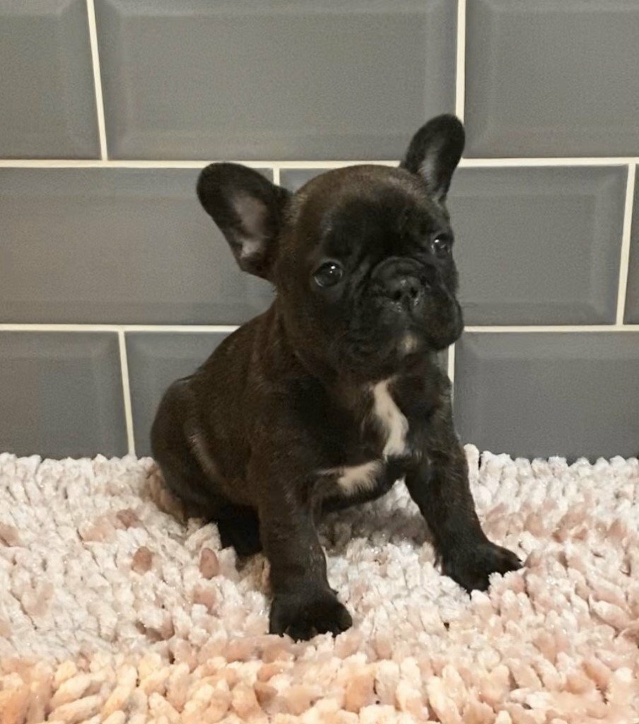 what's the gestation period for a cat